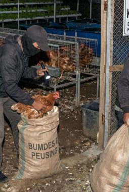 Viral: Detik-Detik Maling Gondol 25 Ayam Milik BUMDes Peusing, Aksi Terekam CCTV