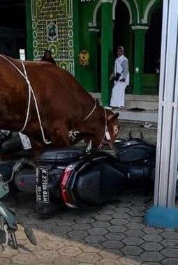 Sapi Kurban Mengamuk dan Lepas Saat Hendak Disembelih, Warga Indramayu Sempat Panik