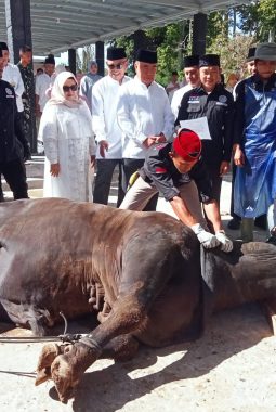 Bupati Tanggamus Saksikan Penyembelihan Hewan Kurban, 7 Sapi dan 28 Kambing Disalurkan untuk Warga Kurang Mampu