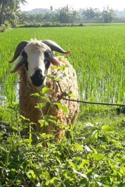 Pengurus IWOI Purworejo Kurban Kambing di Desa Pogungrejo, Warga Antusias Terima Pembagian Daging