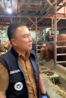 Bupati Kuningan Cek Langsung ‘Diego’, Sapi Kurban Jumbo Pemberian Presiden Prabowo Subianto