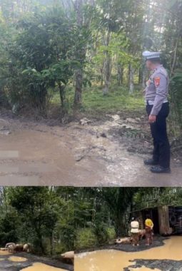Polisi Gerak Cepat Tangani Kecelakaan Tunggal Truk Pengangkut Ternak di Banjit Way Kanan
