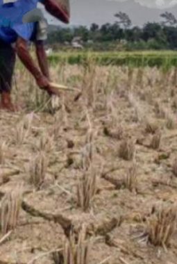 Kemarau Mulai Berdampak, Sawah, Ladang, dan Aliran Kali Ciberang di kecamatan Cipanas Mengalami Kekeringan