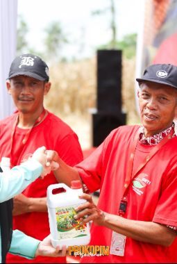 Dukung Penguatan Ketahanan Pangan, GNTI Gelar Panen Raya Jagung di Pesawaran