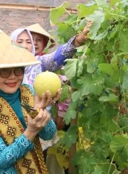 TP-PKK Lampung Utara Dorong Agrowisata BUMDes, Panen Melon Premium di Abung Selatan