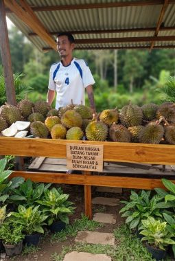 Usaha Durian Lokal Terus Berkembang, Pak Andreas Mansur Optimistis Dorong Kemajuan UMKM di Dusun Lubuk Mantuk