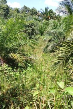 ‎Masyarakat Petani Kebun Sawit Keluhkan Mahalnya Harga Pupuk Bersubsidi
