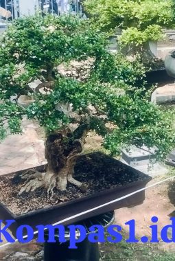 Bukan Sekadar Hobi! Bonsai Day PPBI Buka Peluang Bisnis Menggiurkan di Alun-Alun Tarogong Kaler