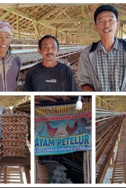 BUMDES Sumber Makmur Lampung Utara Gelar Program Ketahanan Pangan, Usaha Ayam Petelur Berjalan Positif