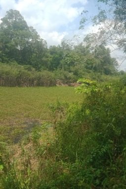 Eceng Gondok Meluas Penuhi Danau Kali Silat Hilir, Nelayan Kesulitan Cari Nafkah