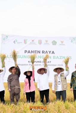 Panen Raya Lumbung Pangan Baznas Pesawaran Dorong Zakat Produktif dan Kemandirian Petani
